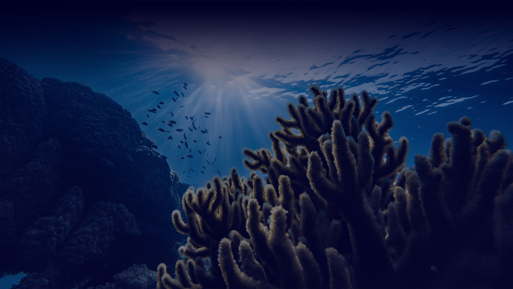 Undersea photo of a reef with a school of fish swimming in front of sun light beams refracting through the ocean surface.